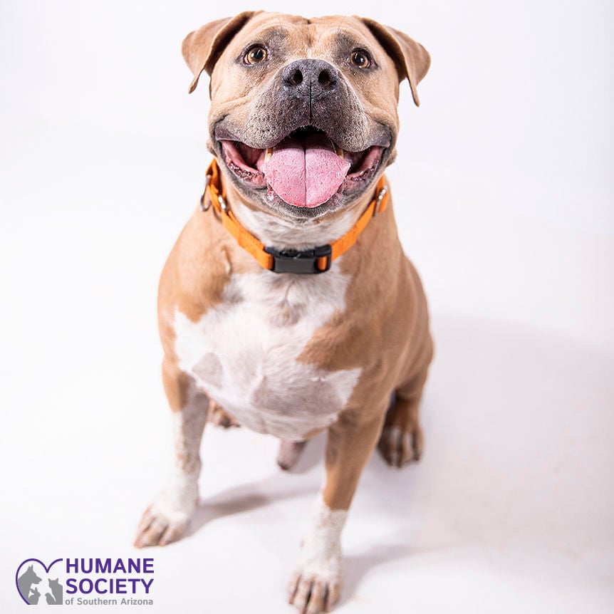 Adopt a friend: King